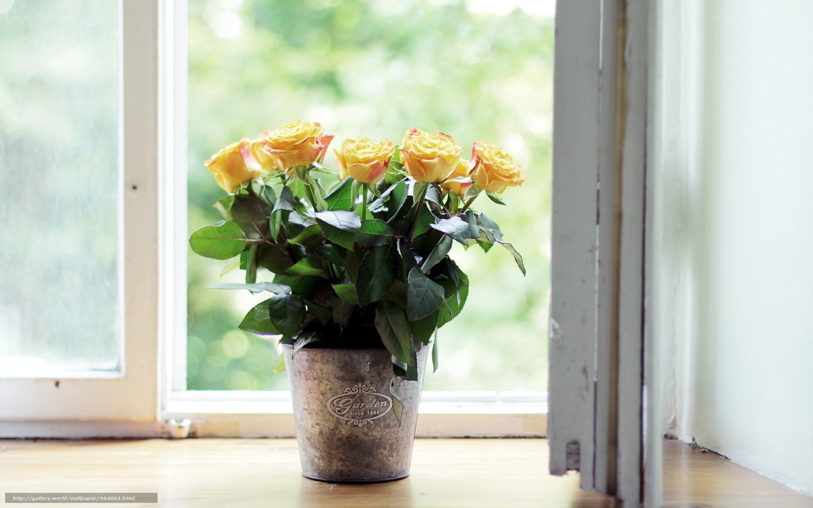 Yellow roses on windowsill