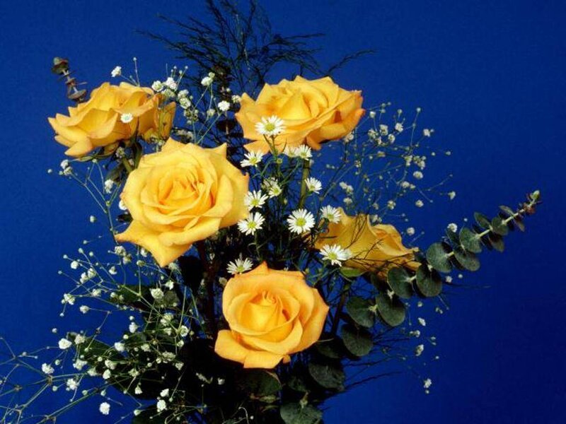 yellow roses with baby's breath