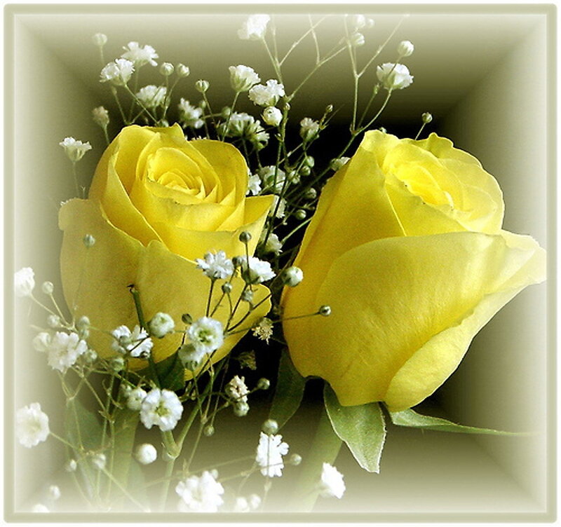 Yellow roses with baby's breath