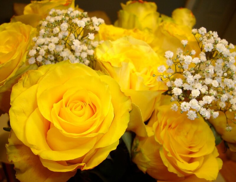 Yellow Roses with Baby's Breath — Calm