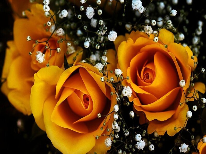 Yellow Roses with Baby's Breath — Serene, Photograph