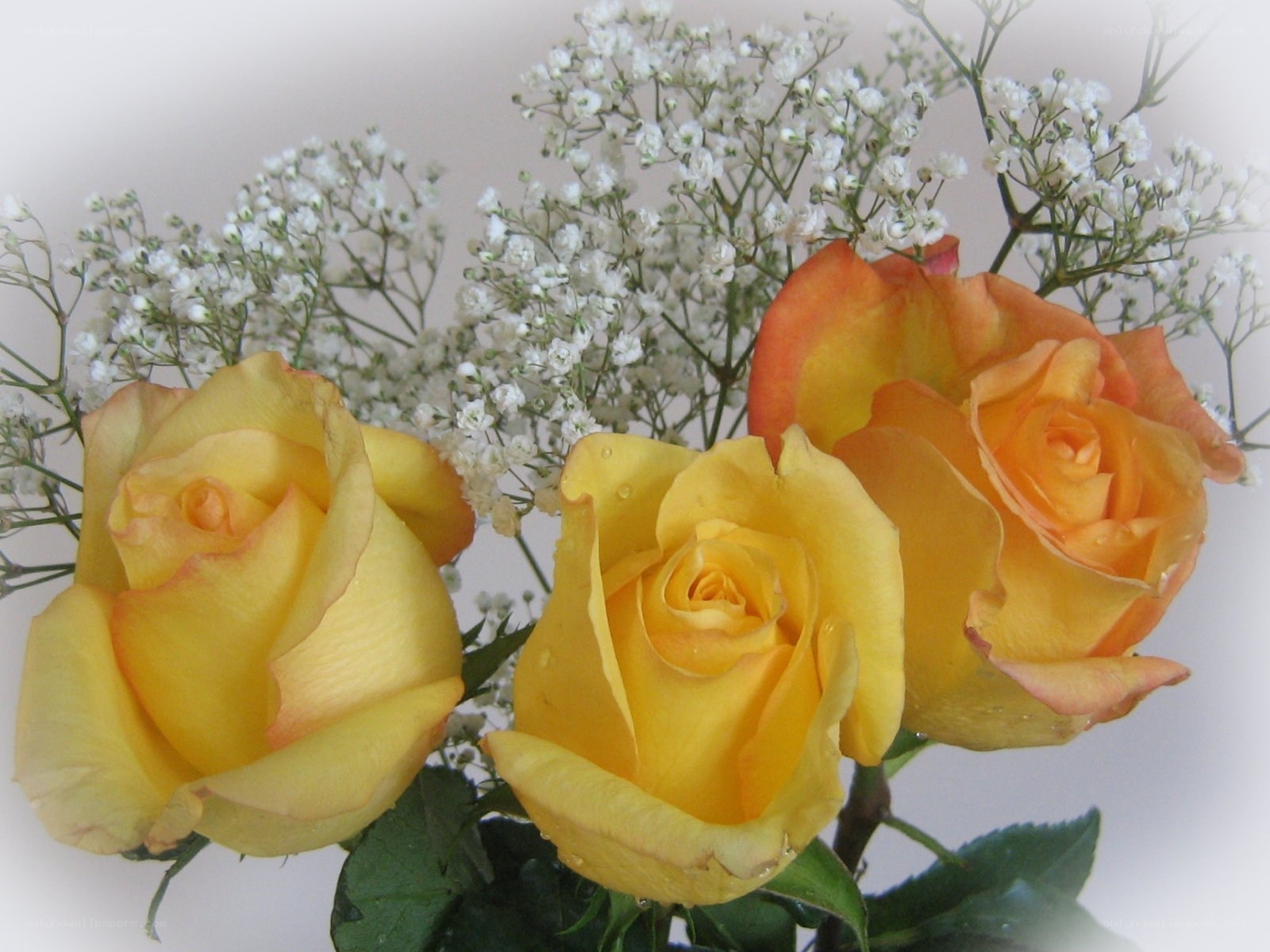 Yellow roses with baby's breath