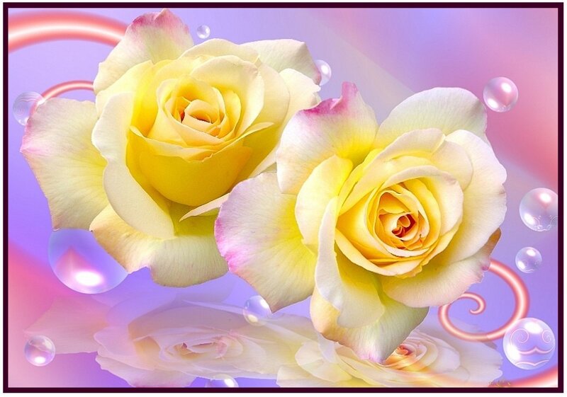 yellow roses with bubbles