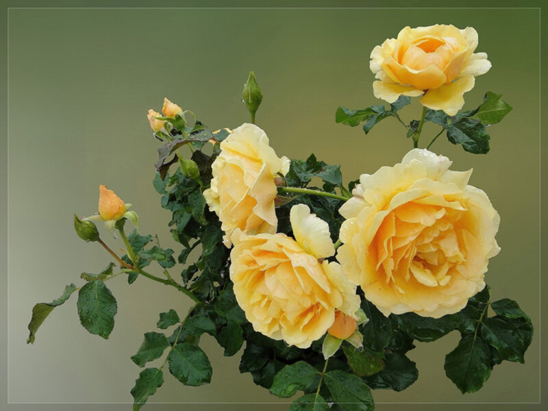 Yellow Roses with Buds