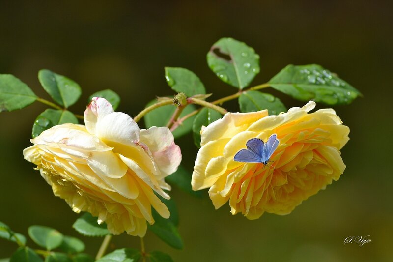 Yellow Roses with Butterfly — Serene