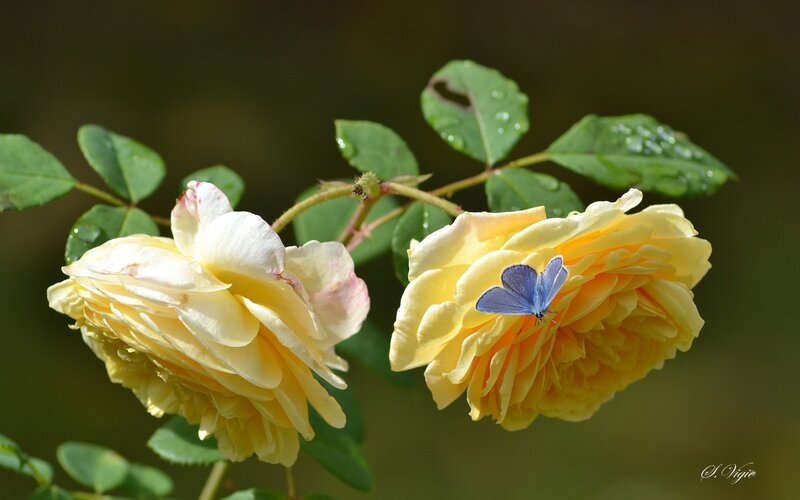 Yellow Roses with Butterfly