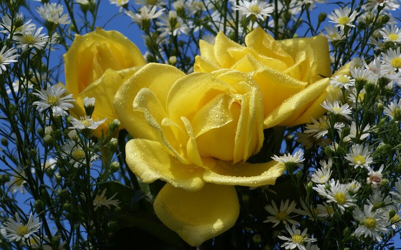 Yellow Roses with Daisies