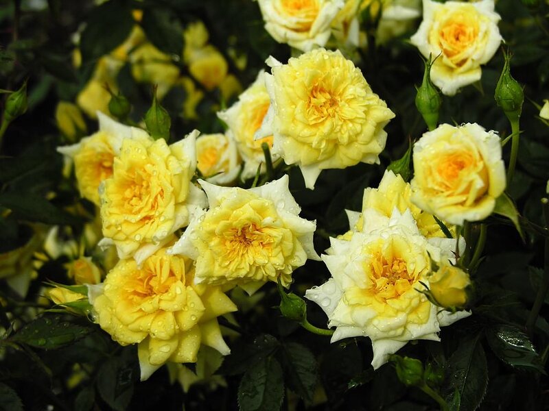 Yellow Roses with Dew — Calm