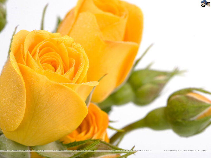 Yellow roses with dew drops