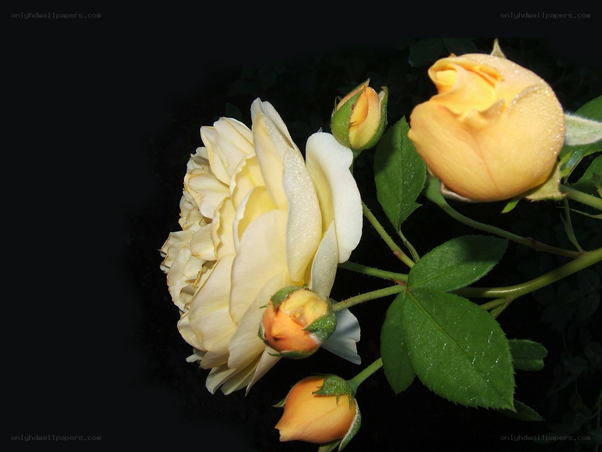 Yellow roses with dew drops