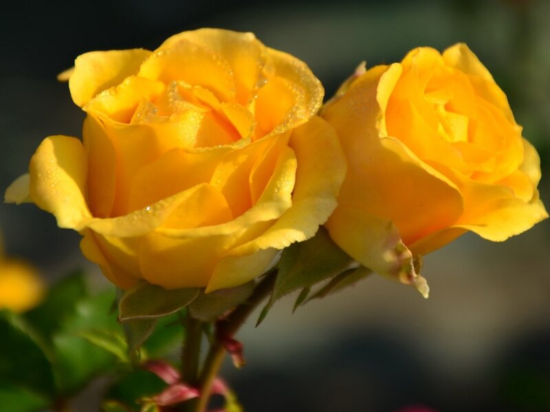 Yellow Roses with Dew — Serene, Morning