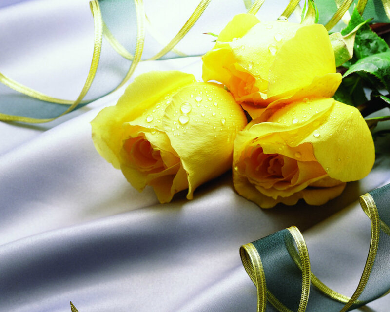 Yellow Roses with Dew — Serene, Photograph