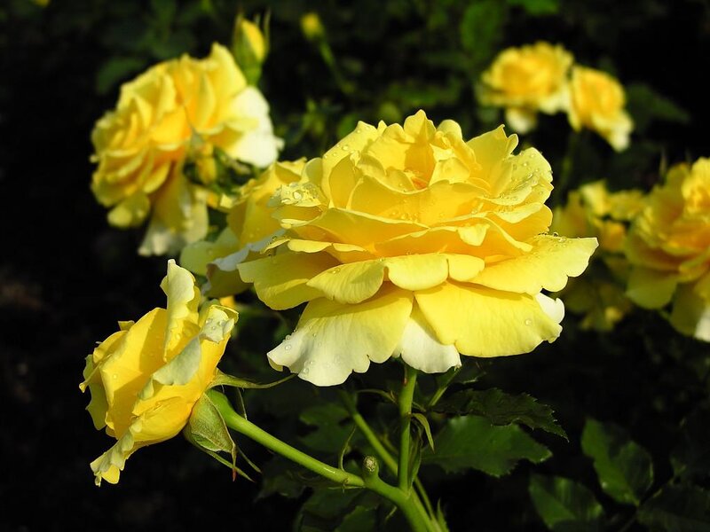 Yellow Roses with Dew — Serene