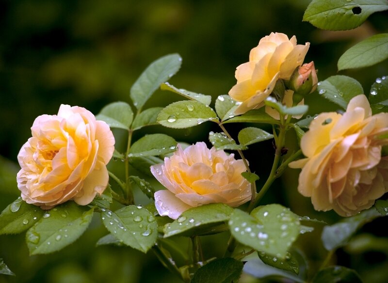 Yellow Roses with Dew