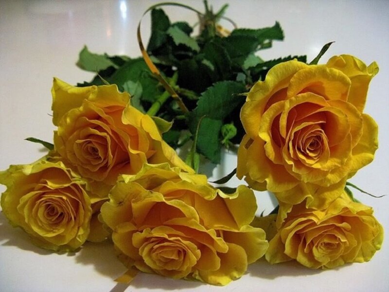 Yellow Roses with Green Leaves — Calm