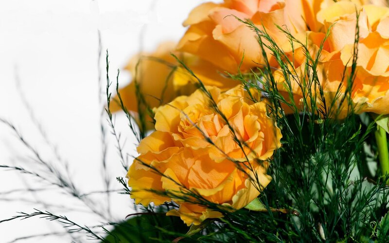 yellow roses with greenery
