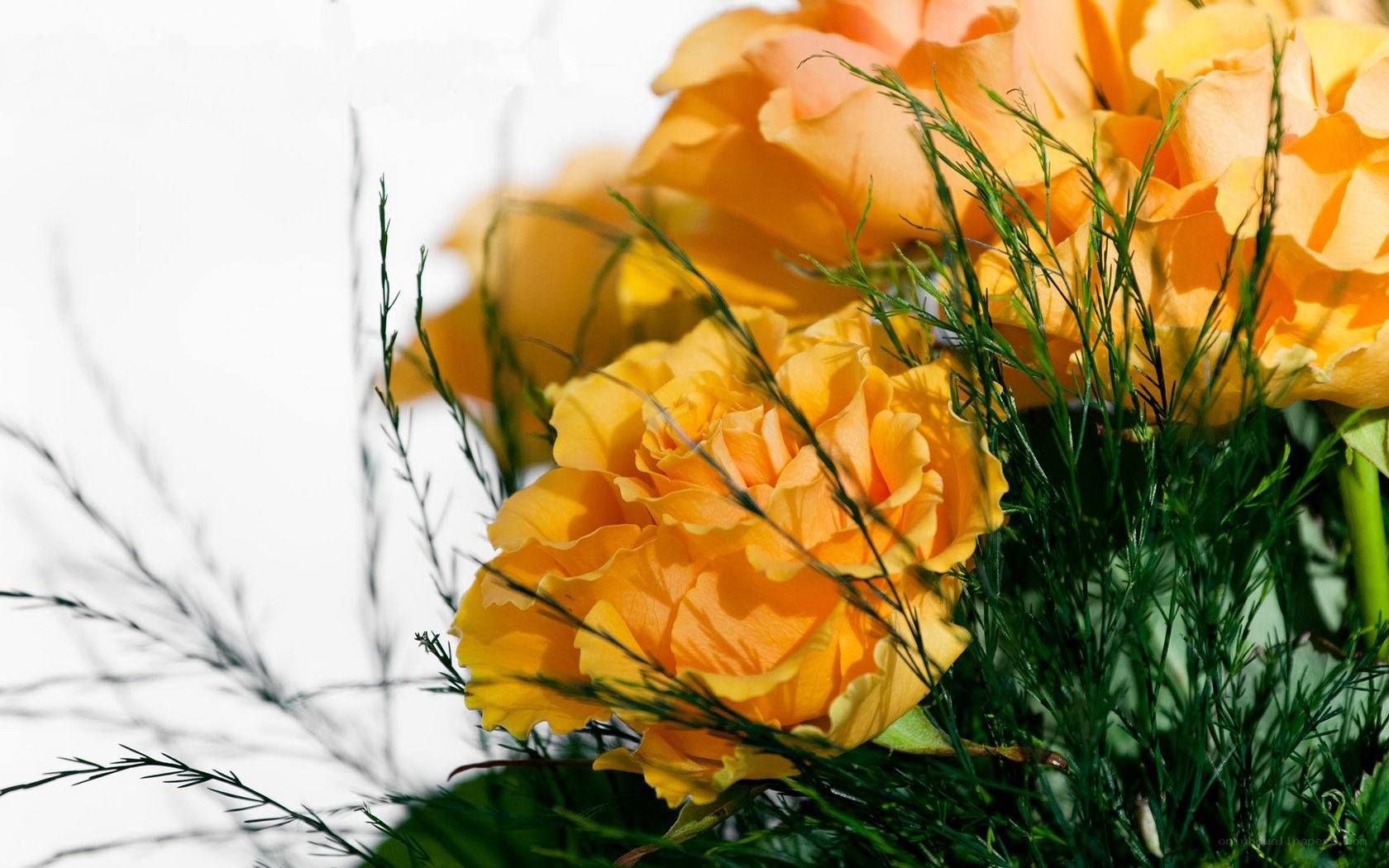 yellow roses with greenery