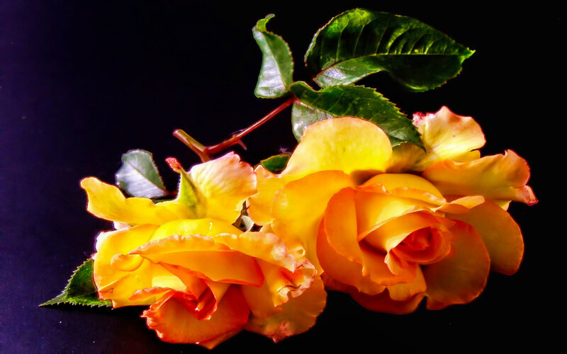 Yellow Roses with Leaves