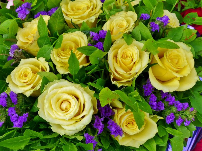 Yellow Roses with Purple Flowers — Calm