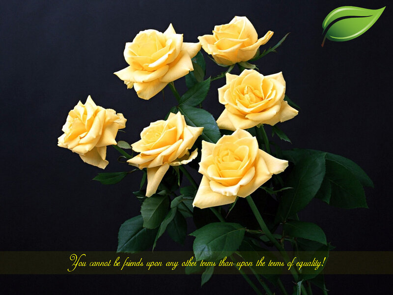 Yellow roses with quote