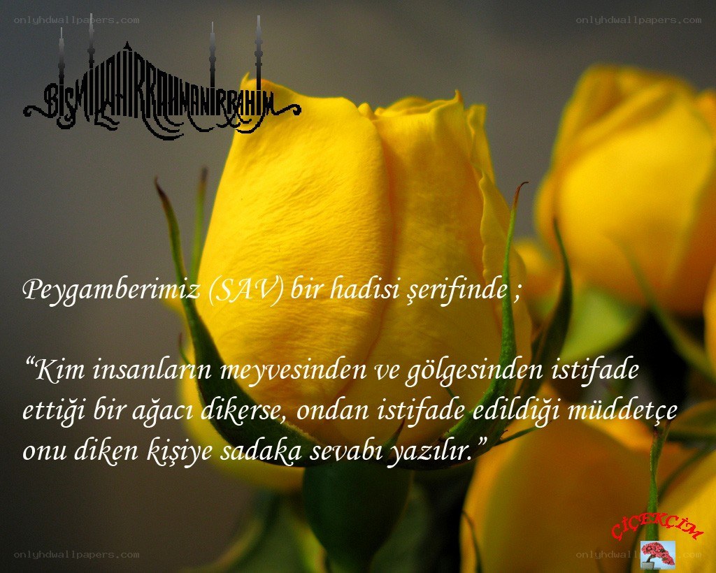 Yellow roses with quote