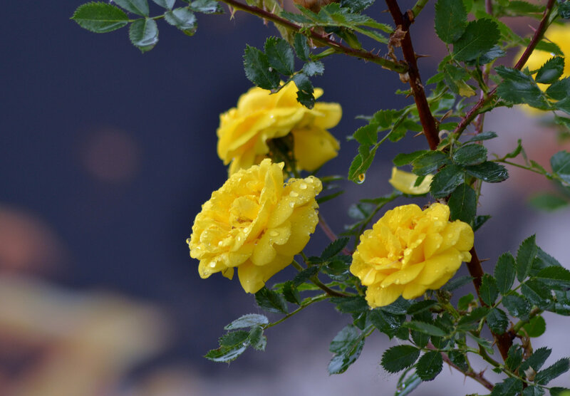 Yellow roses with raindrops
