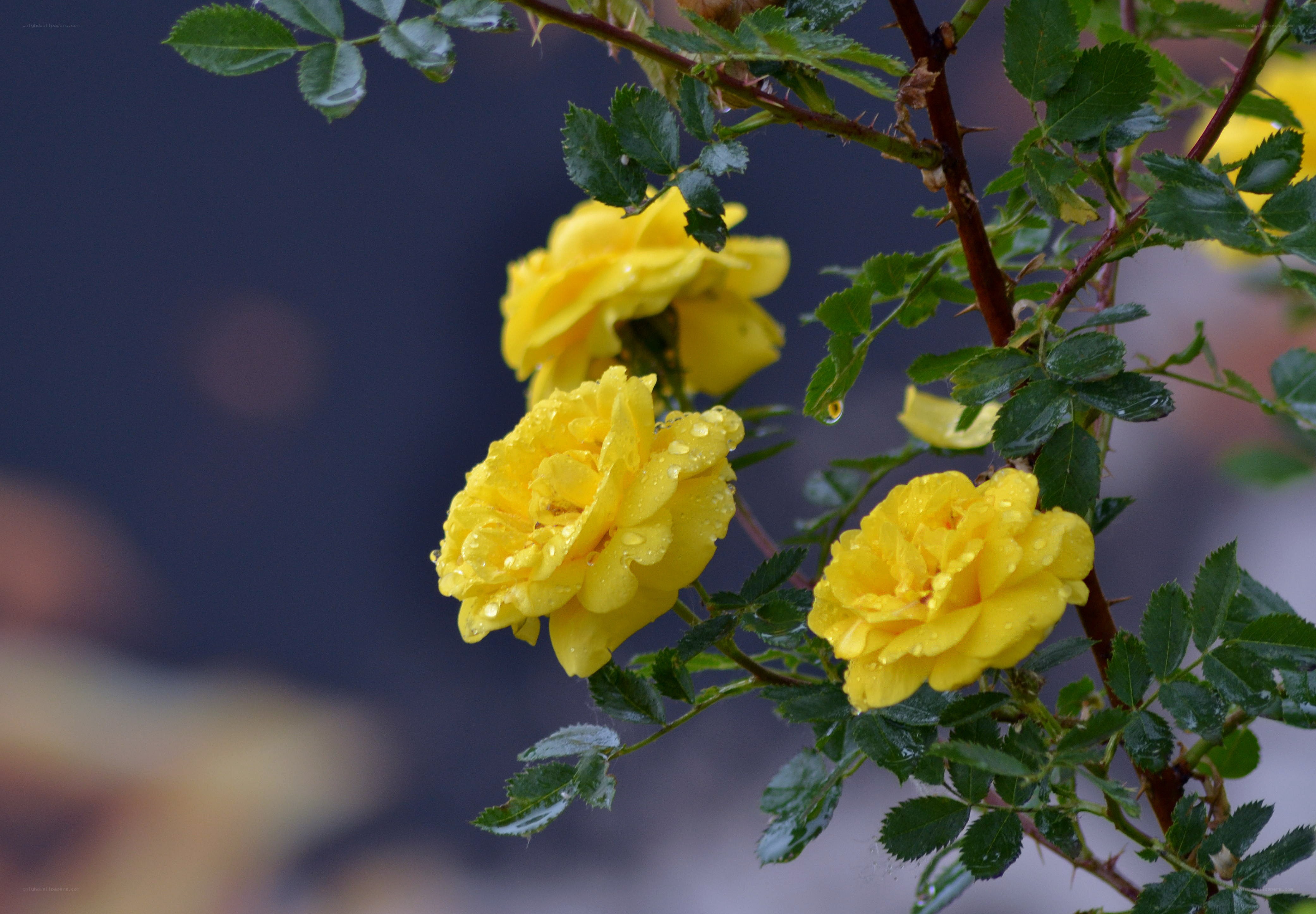 Yellow roses with raindrops