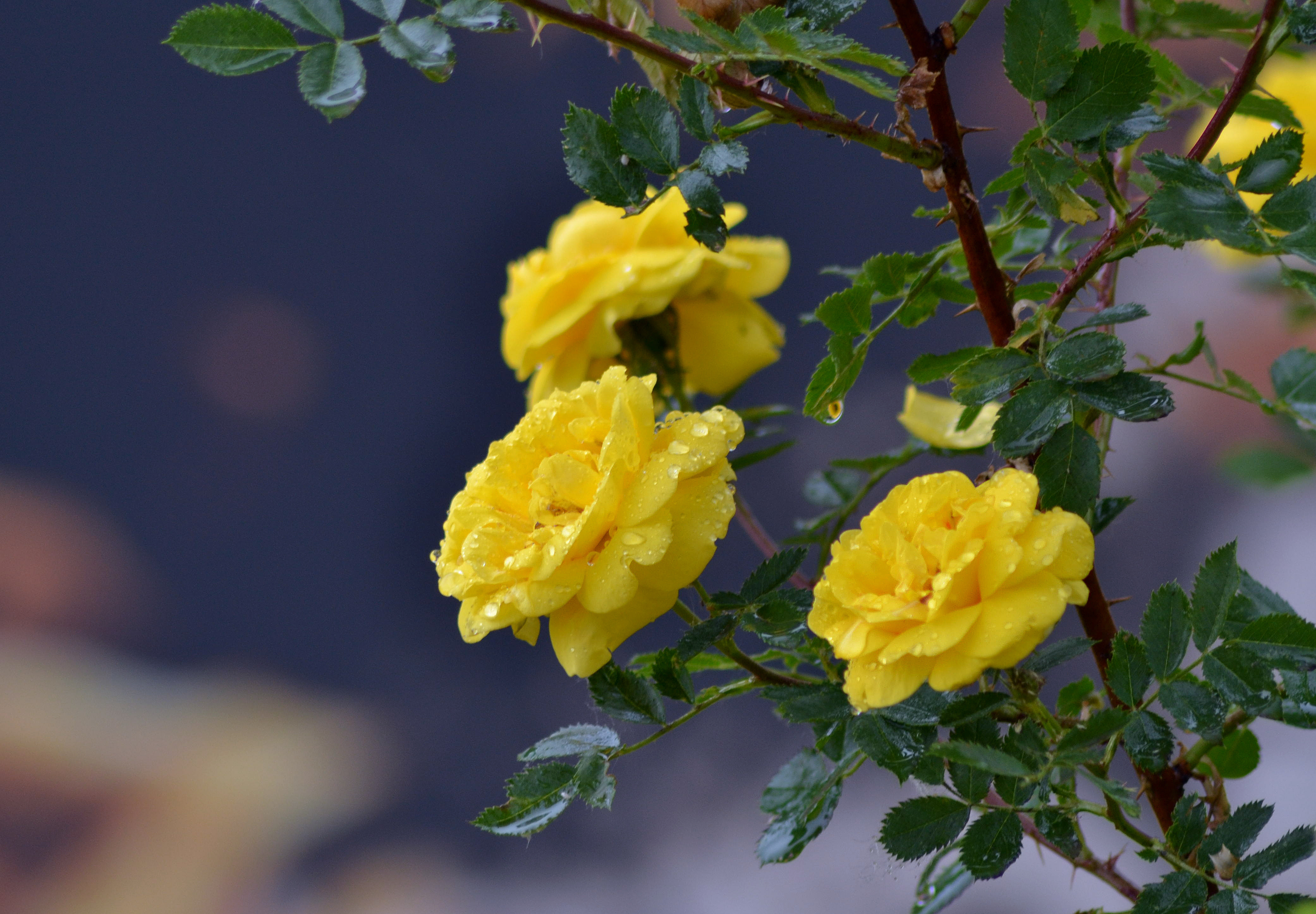 Yellow roses with raindrops