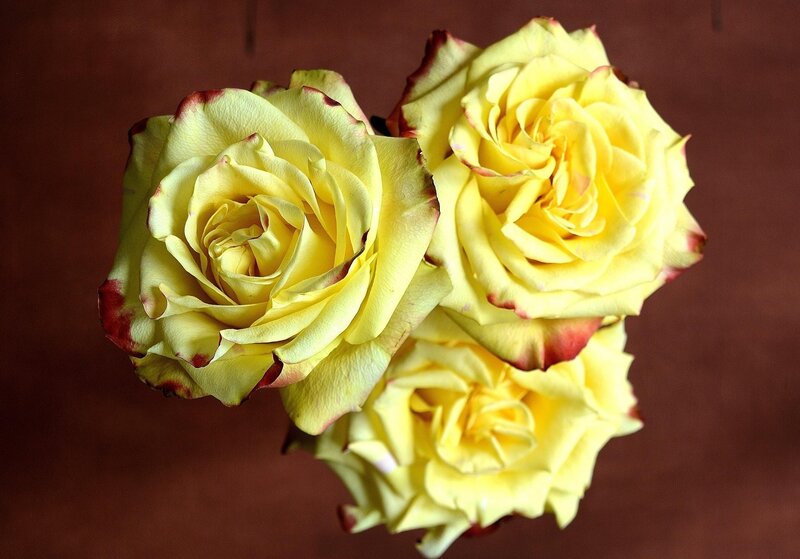 Yellow roses with red edges