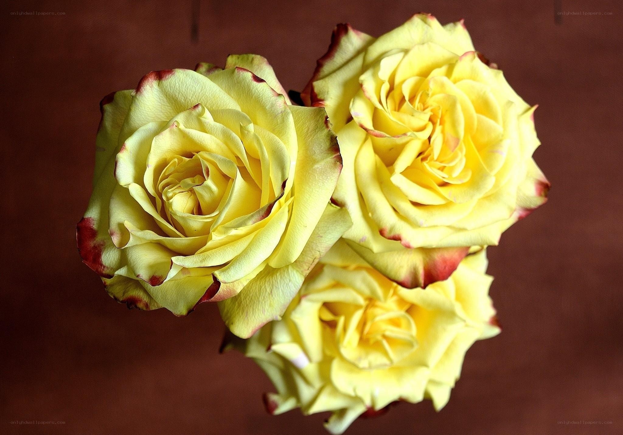 Yellow roses with red edges