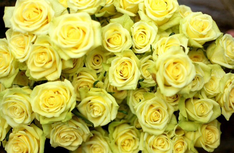 Yellow Roses with Water Droplets — Calm, Photograph