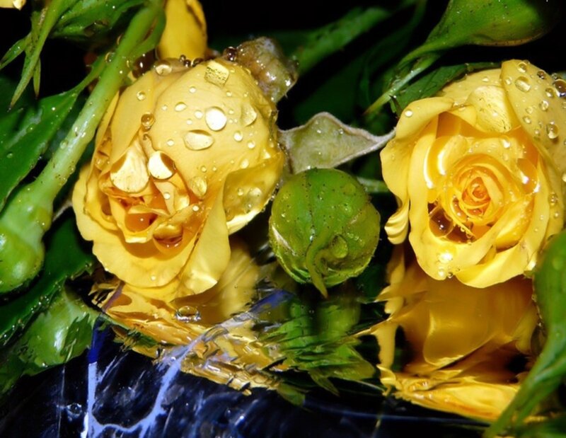 Yellow Roses with Water Droplets — Damp