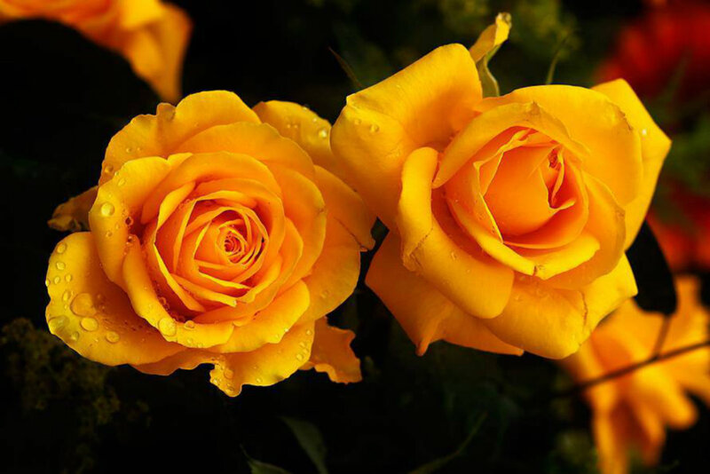 Yellow Roses with Water Droplets — Dramatic, Photograph