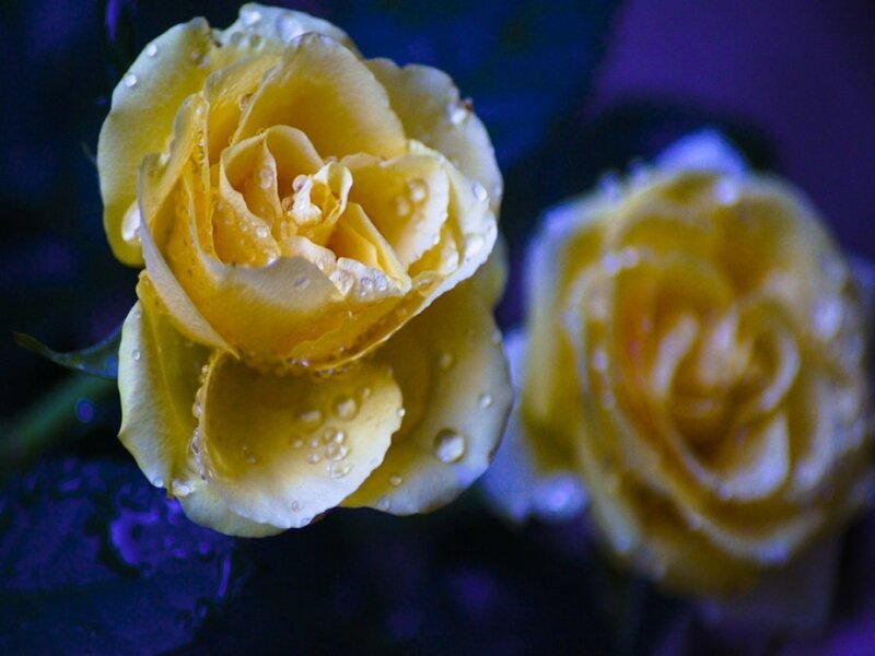 Yellow Roses with Water Droplets — Dramatic, Photograph, Water Droplets