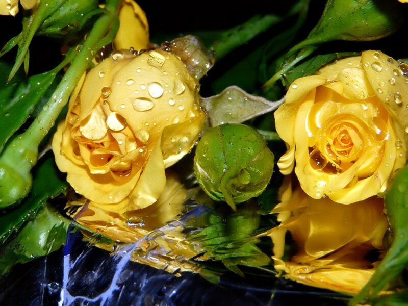 Yellow Roses with Water Droplets — Dramatic