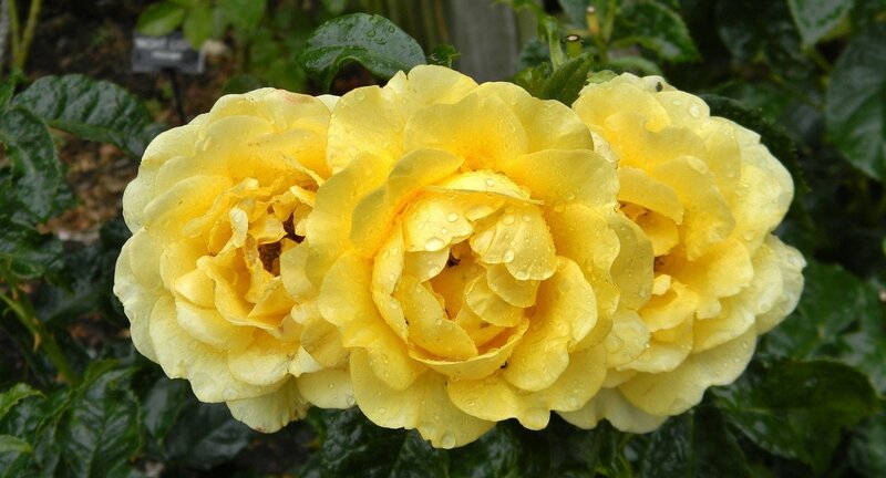 Yellow Roses with Water Droplets — Serene, Morning, Photograph, Water Droplets