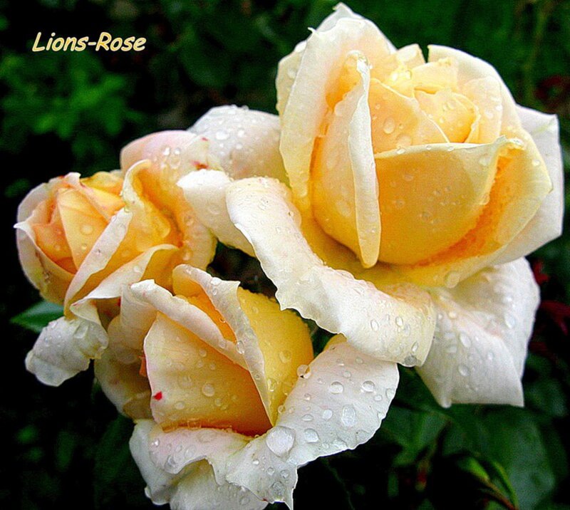 Yellow Roses with Water Droplets — Serene, Photograph, Water Droplets