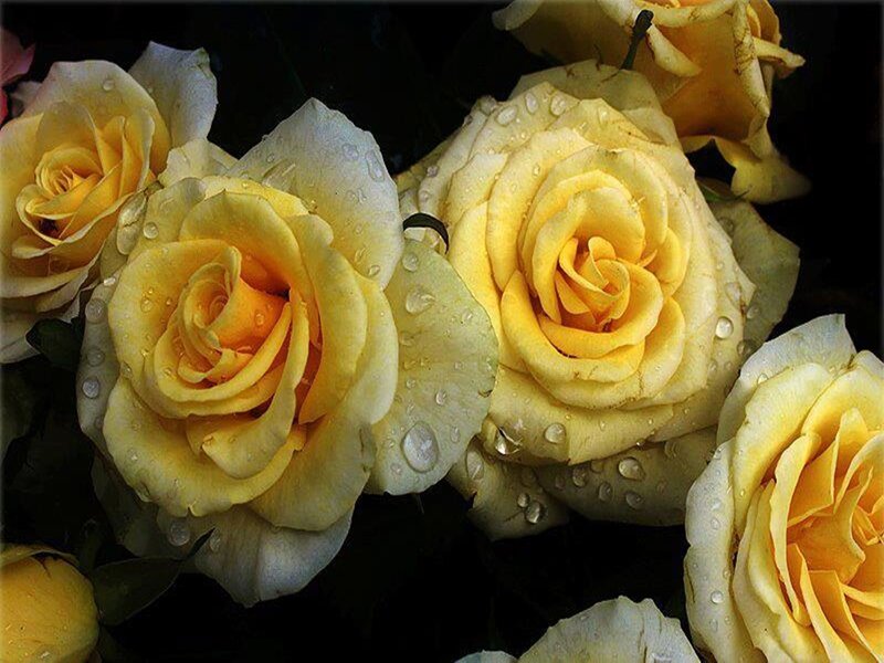 Yellow Roses with Water Droplets — Serene