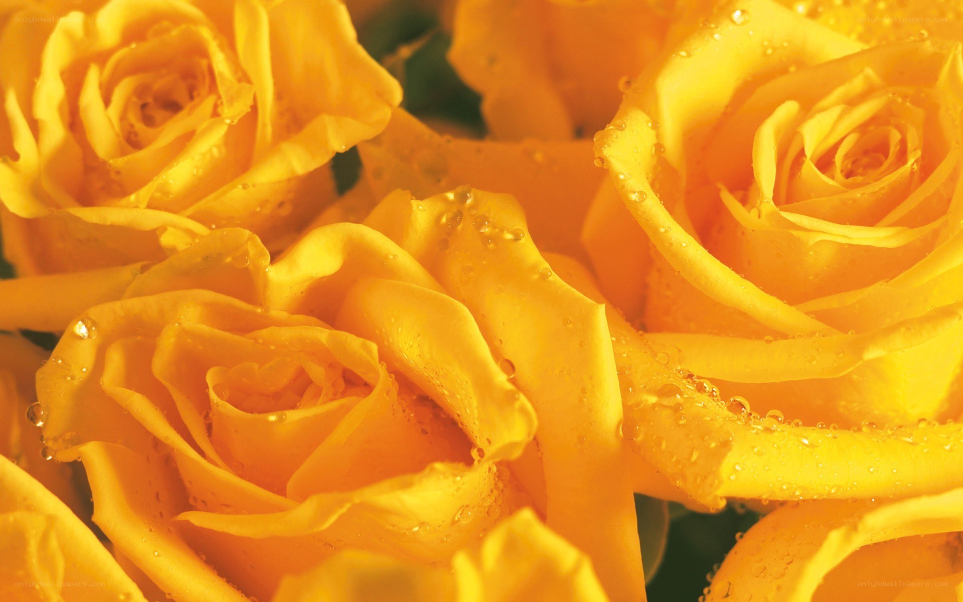 Yellow roses with water droplets