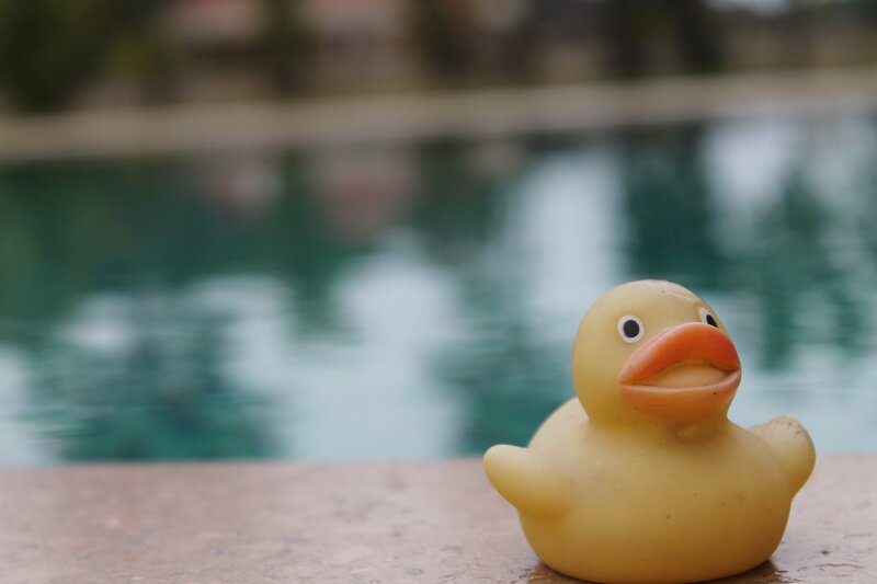 Yellow rubber duck by pool