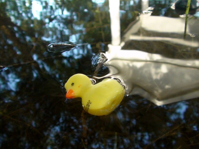 Yellow Rubber Duck — Calm, Afternoon