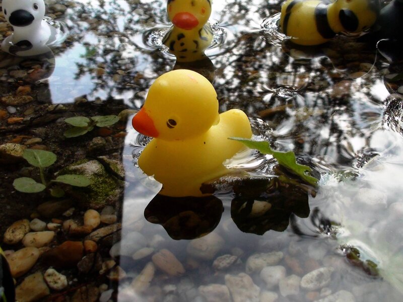 Yellow Rubber Duck — Calm, Photograph