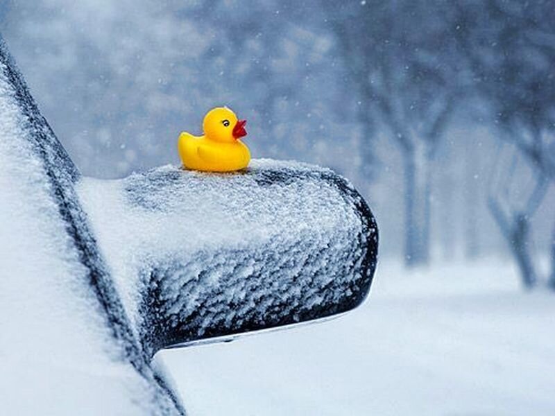 Yellow Rubber Duck — Cold