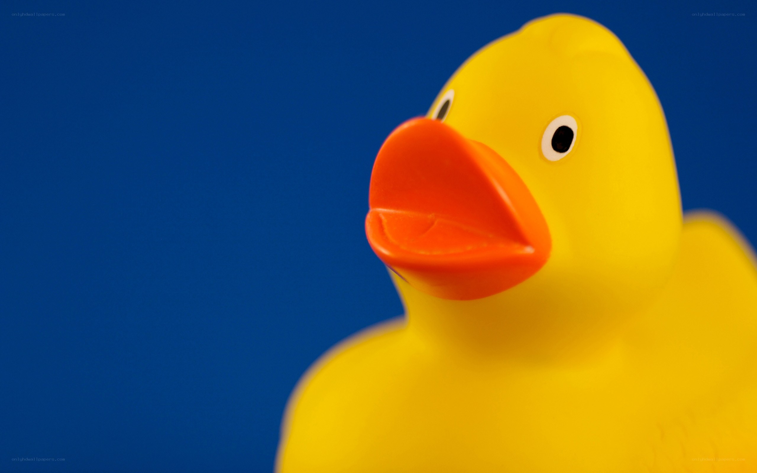 yellow rubber duck on blue
