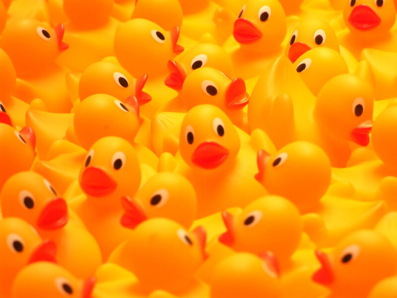 yellow rubber ducks