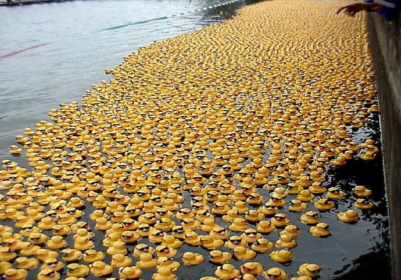 Yellow Rubber Ducks — Calm