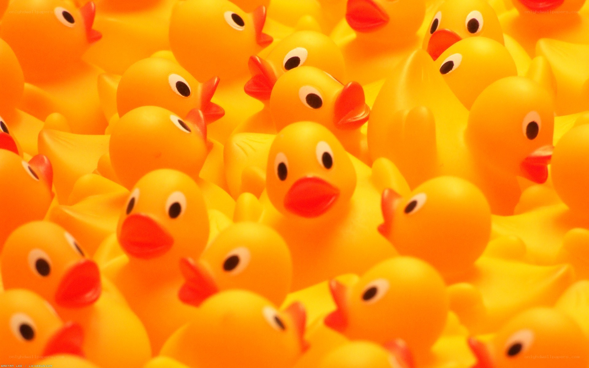 Yellow rubber ducks in a pile