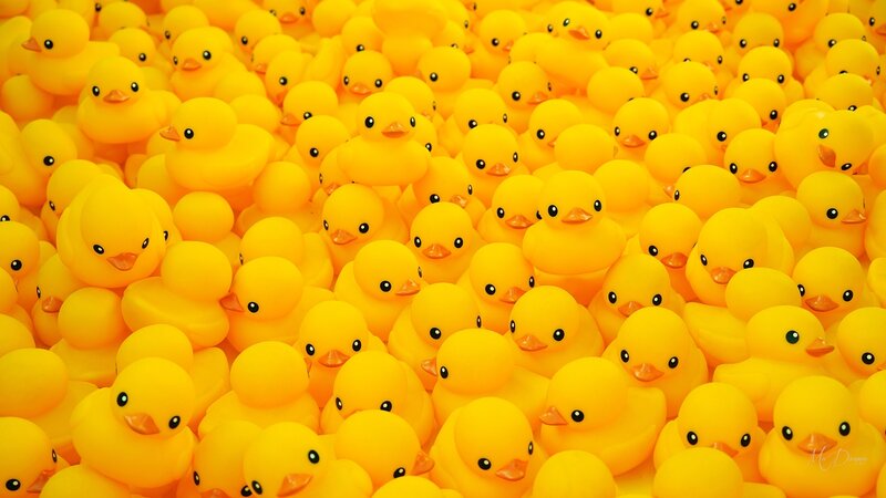 Yellow Rubber Ducks — Playful, Photograph, Orange Beaks