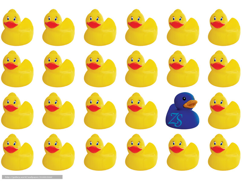 yellow rubber ducks with one blue