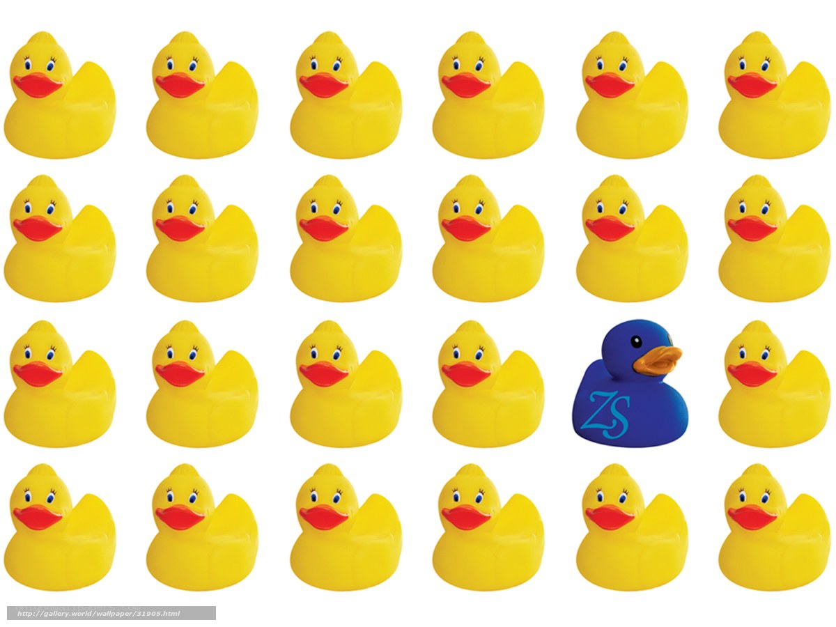yellow rubber ducks with one blue